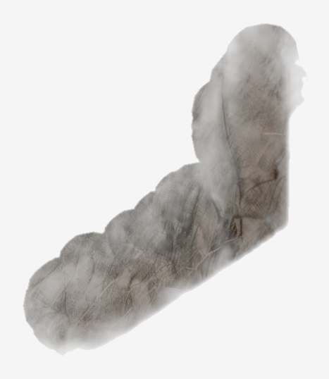 Silver Fir